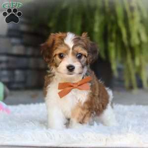 Braxton, Cavachon Puppy